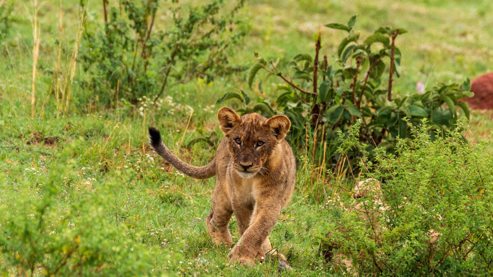 Safari-Highlights bei Johannesburg und Baden in Mosambik